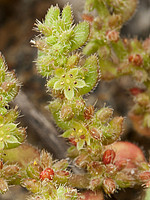 Herniaria lusitanica