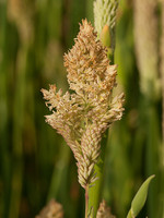 Holcus lanatus