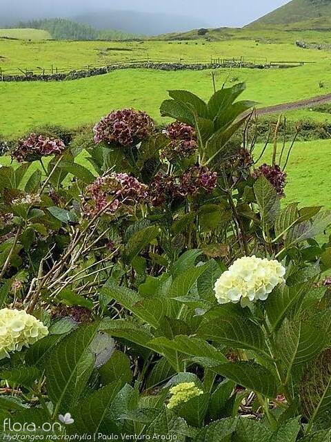 Hydrangeaceae
