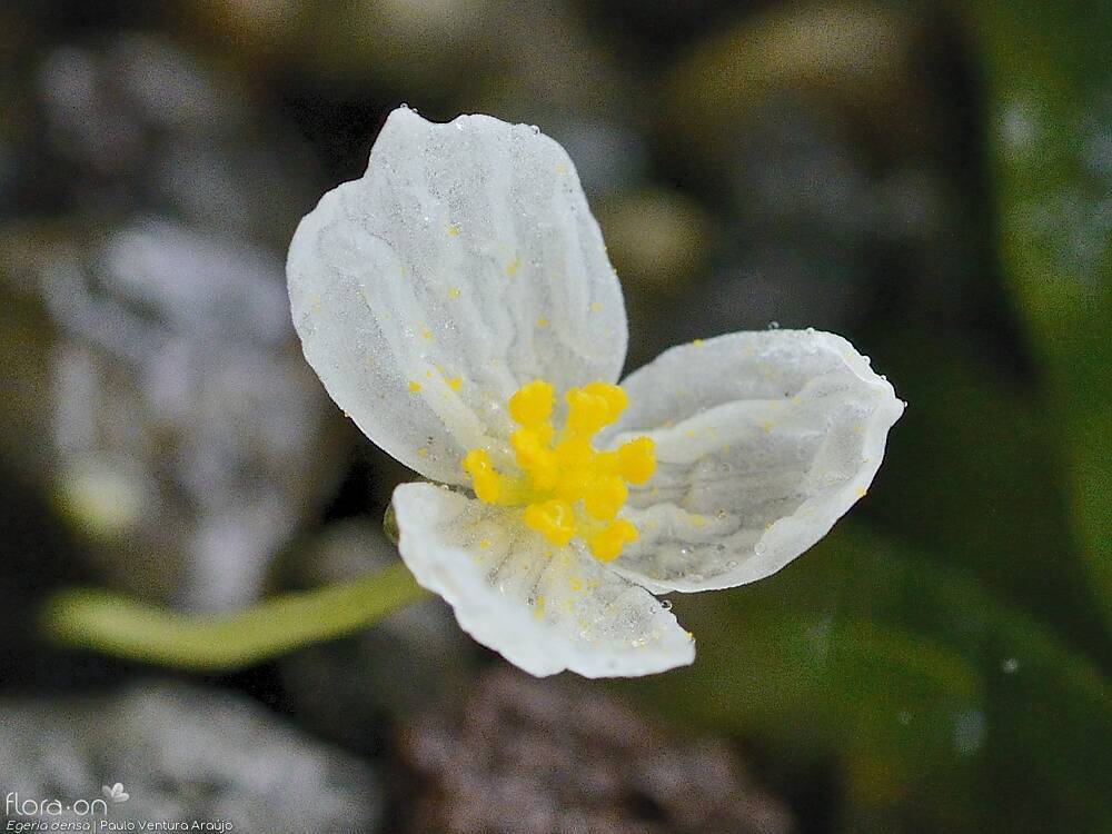 Hydrocharitaceae