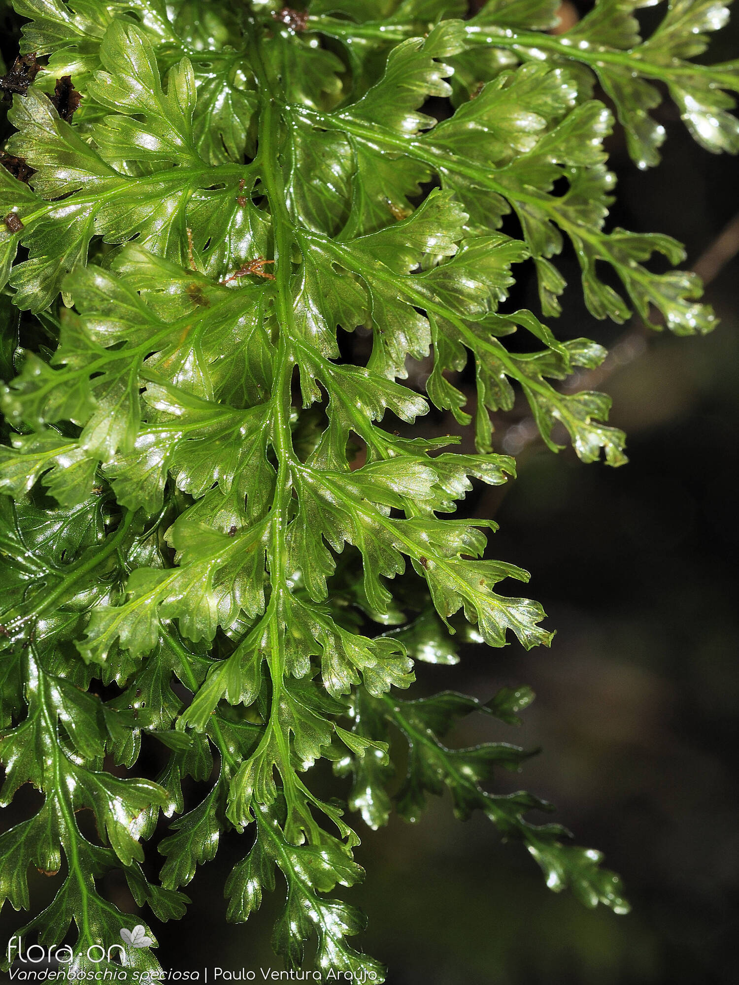 Hymenophyllaceae