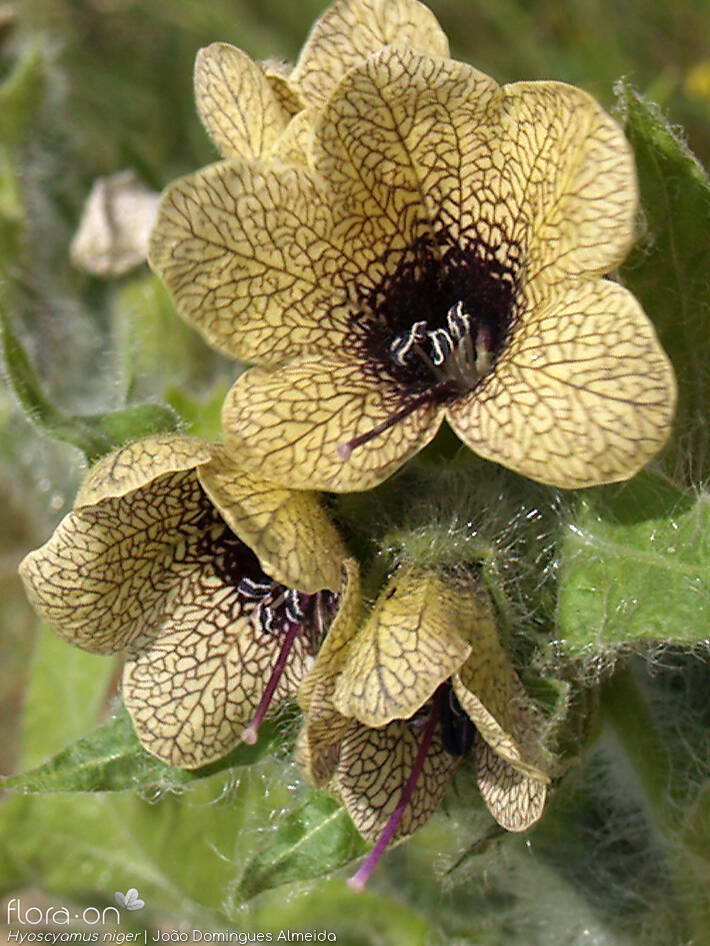 Hyoscyamus niger