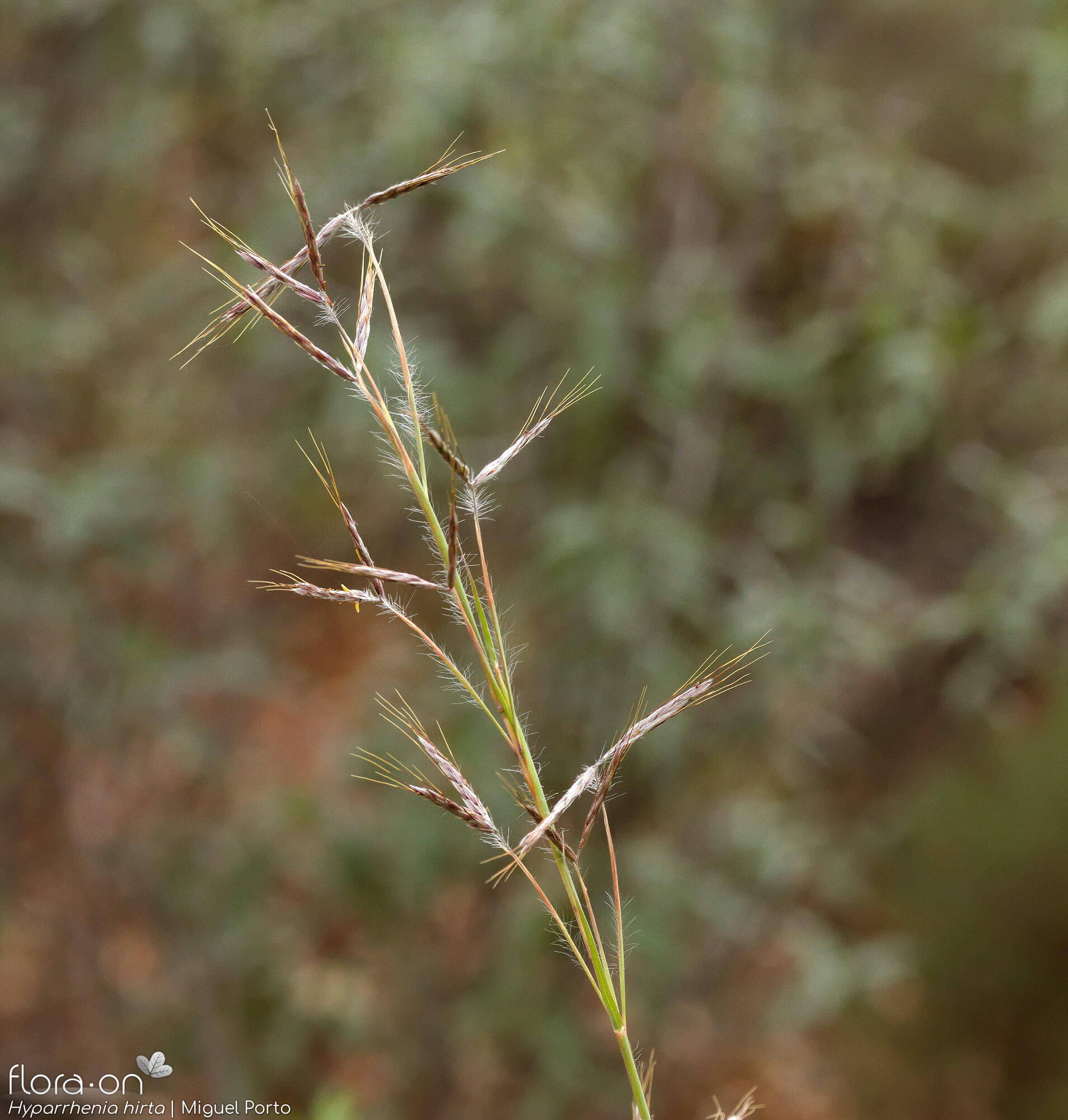 Hyparrhenia hirta - Flor (geral) | Miguel Porto; CC BY-NC 4.0