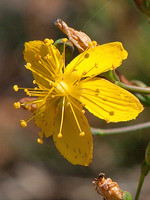Hypericaceae