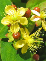 Hypericum androsaemum