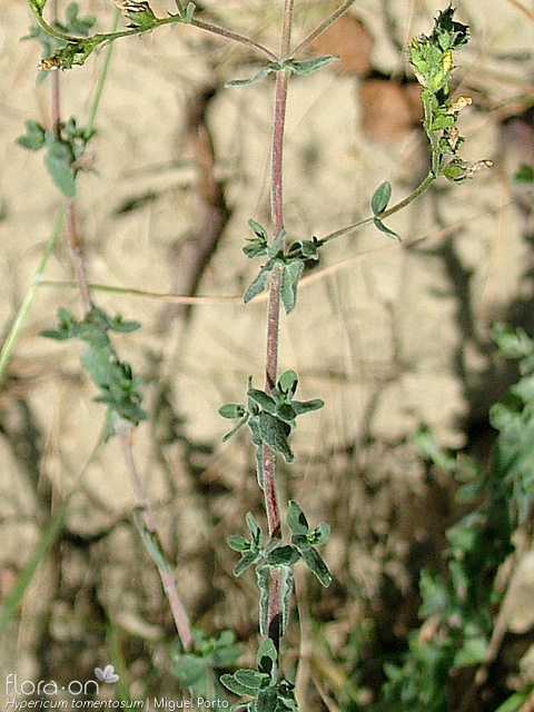 Hypericum tomentosum - Flor (geral) | Miguel Porto; CC BY-NC 4.0