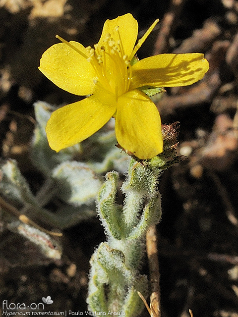 Hypericum tomentosum - Flor (close-up) | Paulo Ventura Araújo; CC BY-NC 4.0