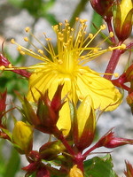 Hypericum undulatum