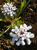 Iberis pectinata