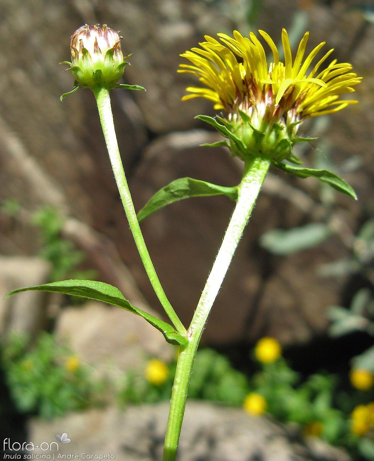 Inula salicina - Flor (geral) | André Carapeto; CC BY-NC 4.0