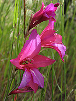 Iridaceae