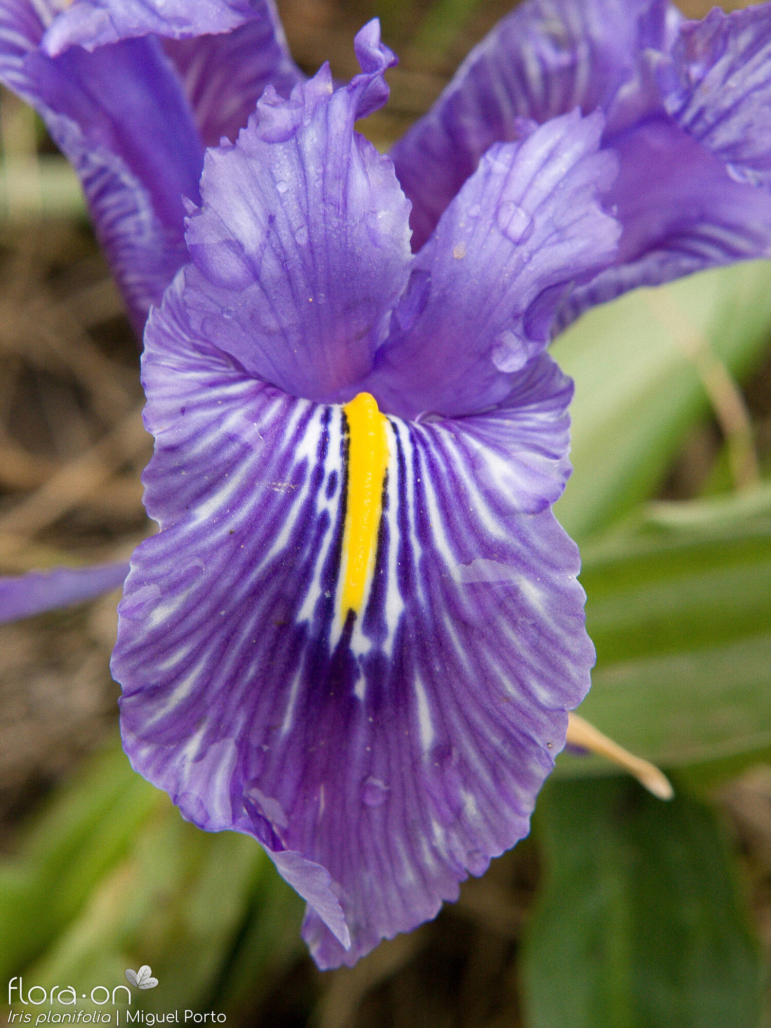 Iris planifolia