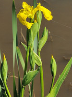 Iris pseudacorus