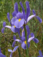 Iris xiphium