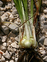 Isoetaceae