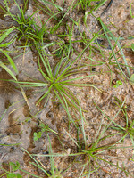 Isoetes histrix
