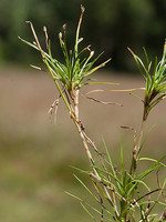 Isolepis fluitans