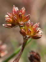 Juncaceae