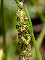 Juncaginaceae