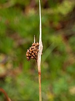 Juncus acutus