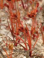 Juncus capitatus