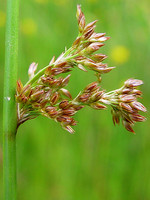 Juncus effusus