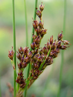 Juncus inflexus