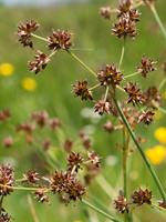 Juncus rugosus