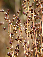 Juncus tenageia