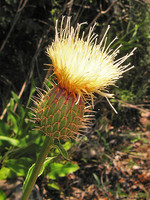 Klasea flavescens