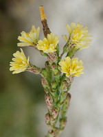Lactuca serriola