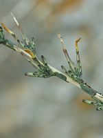 Lactuca viminea
