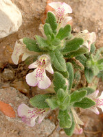Lamiaceae