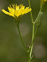 Lapsana communis