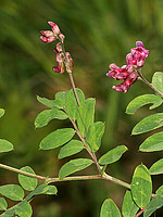 Lathyrus niger