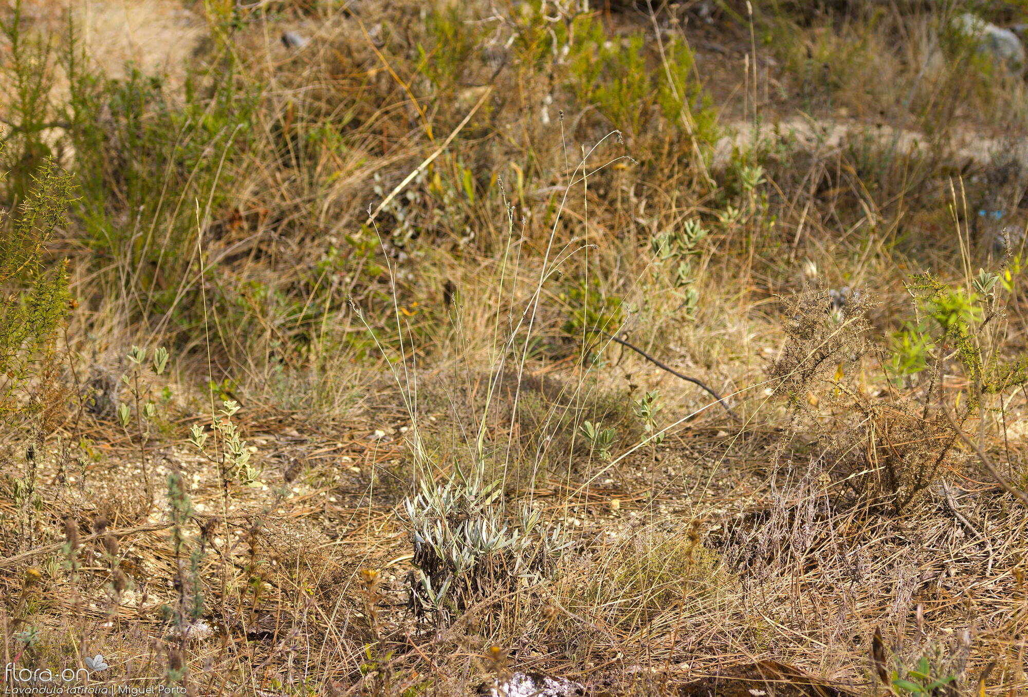 Lavandula latifolia - Habitat | Miguel Porto; CC BY-NC 4.0