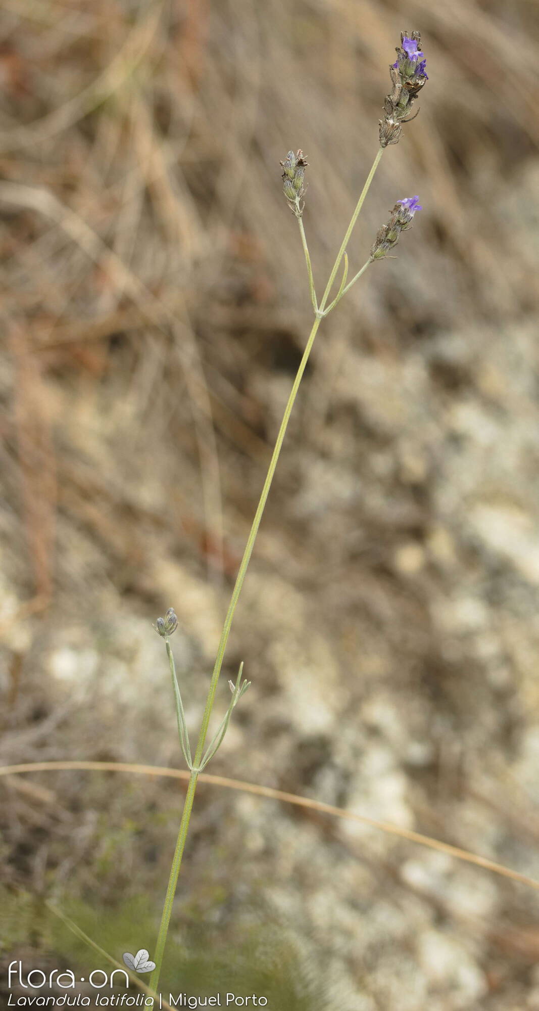 Lavandula latifolia - Flor (geral) | Miguel Porto; CC BY-NC 4.0