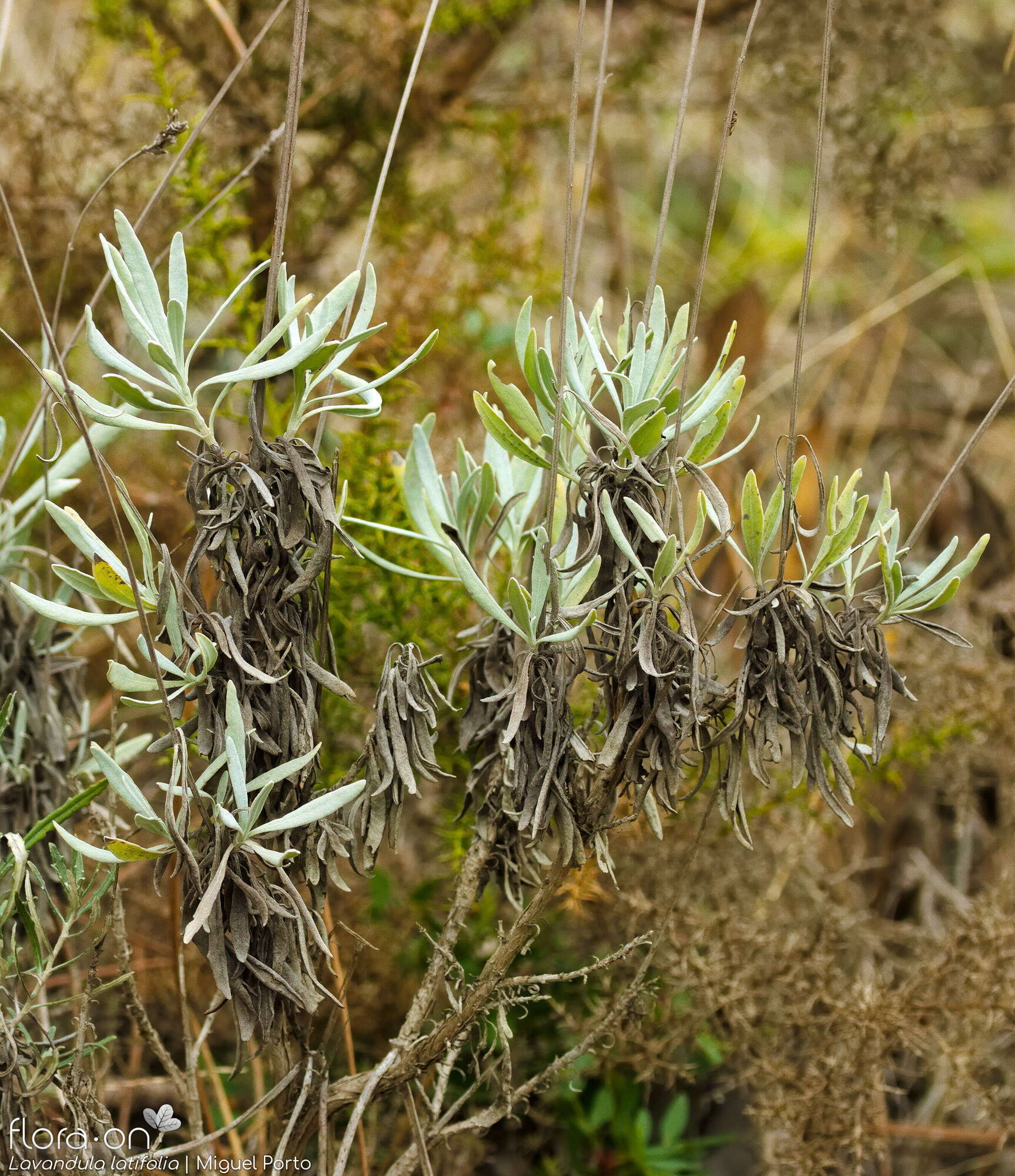 Lavandula latifolia - Hábito | Miguel Porto; CC BY-NC 4.0