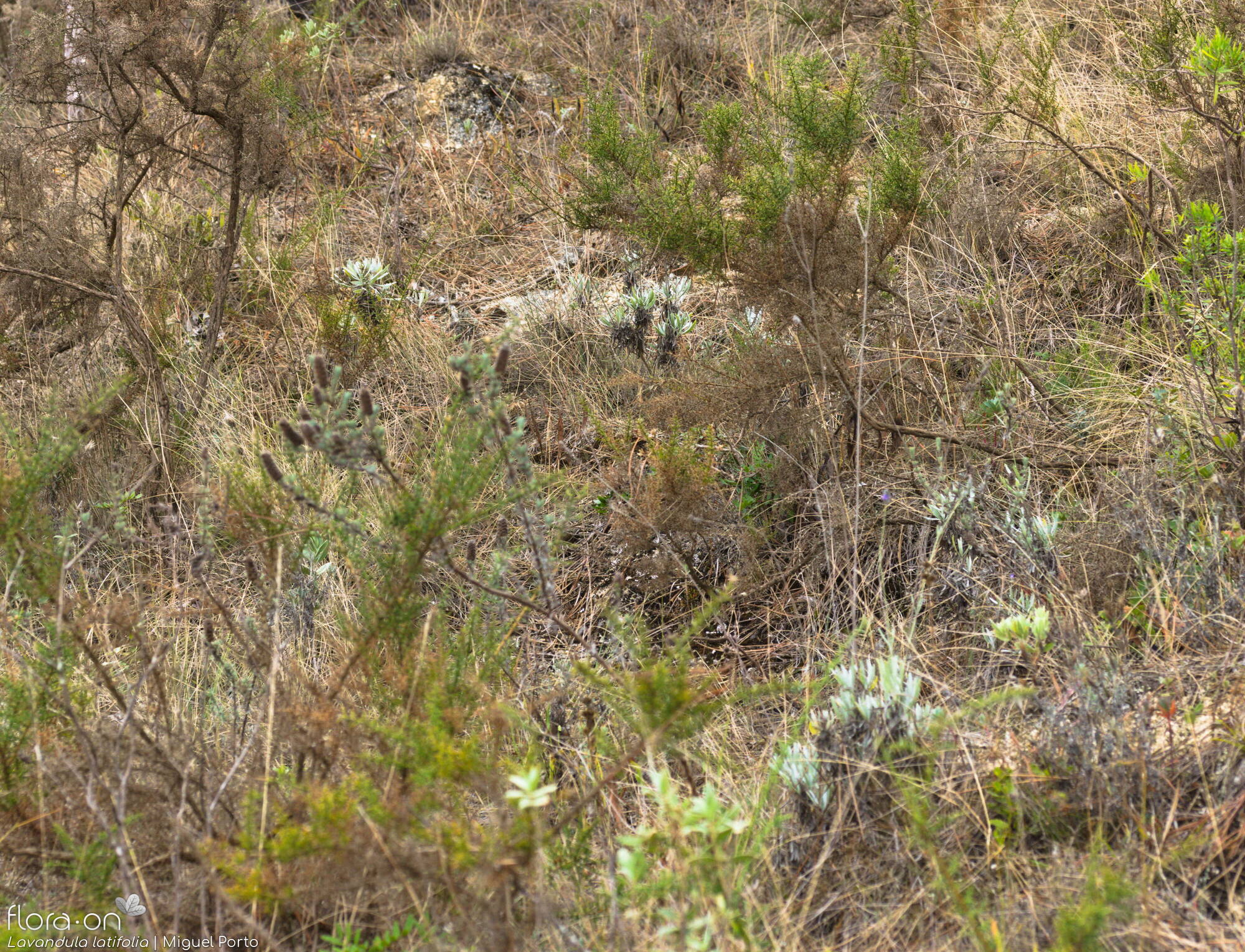 Lavandula latifolia - Habitat | Miguel Porto; CC BY-NC 4.0