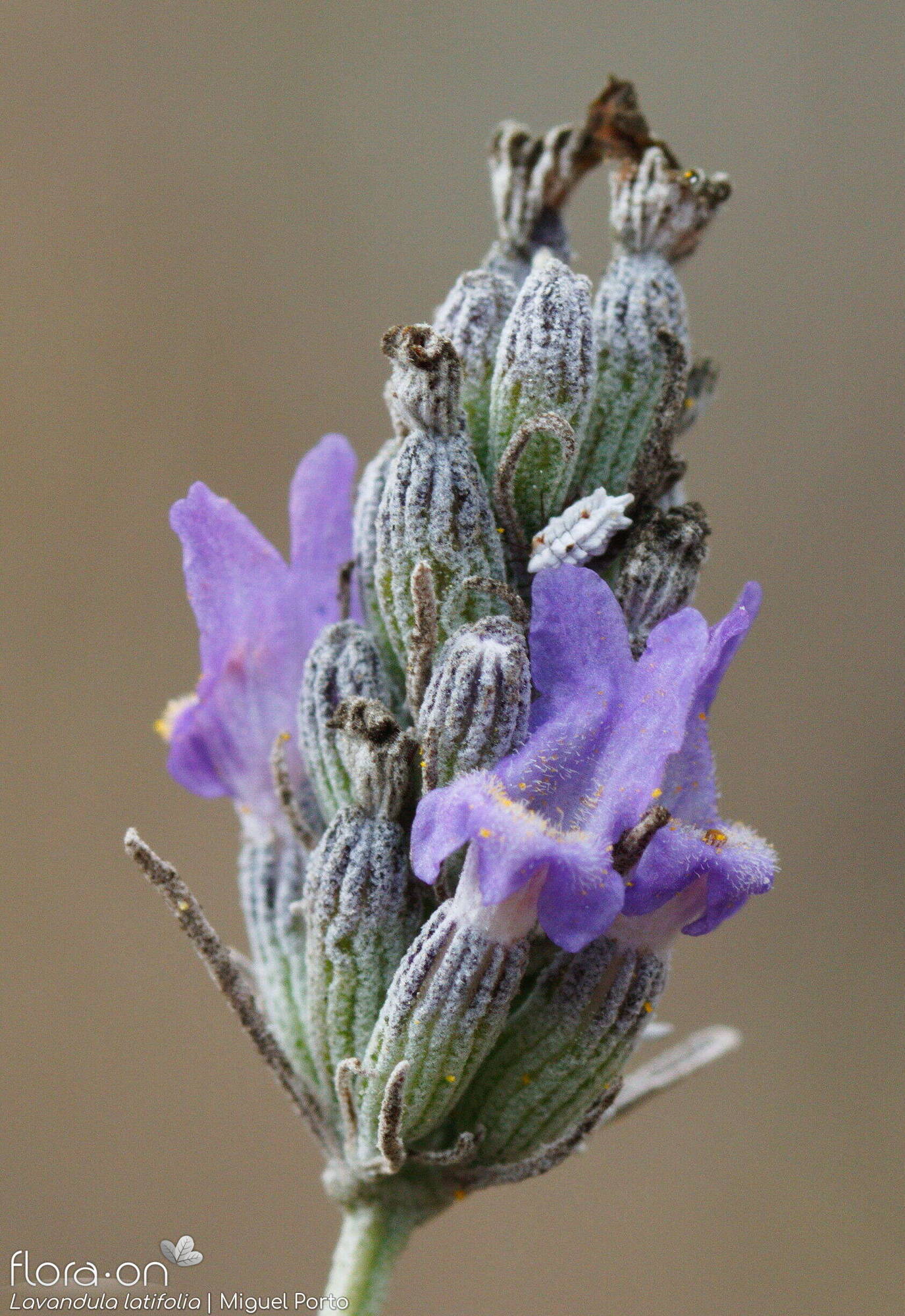 Lavandula latifolia - Flor (geral) | Miguel Porto; CC BY-NC 4.0