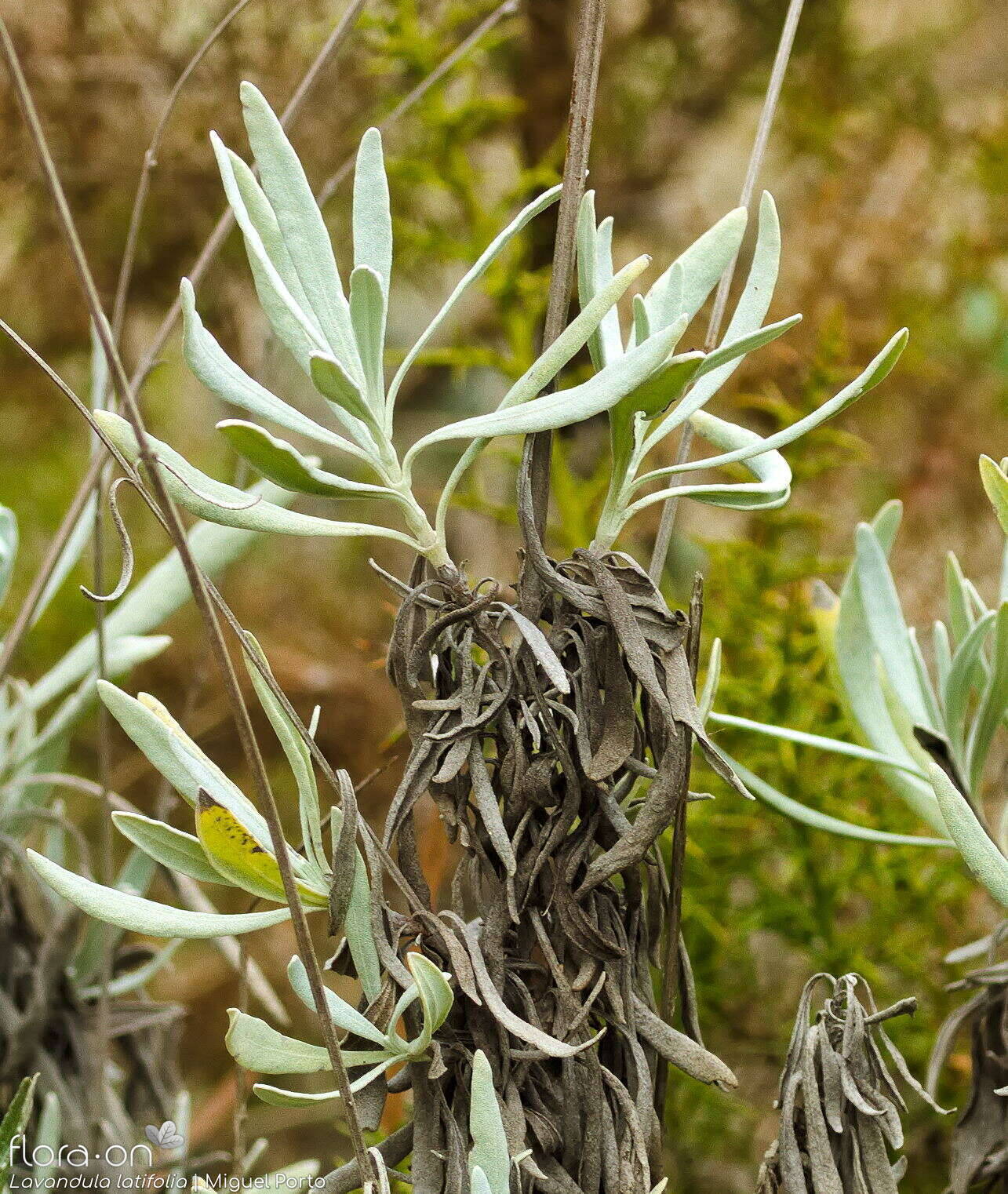 Lavandula latifolia - Folha (geral) | Miguel Porto; CC BY-NC 4.0