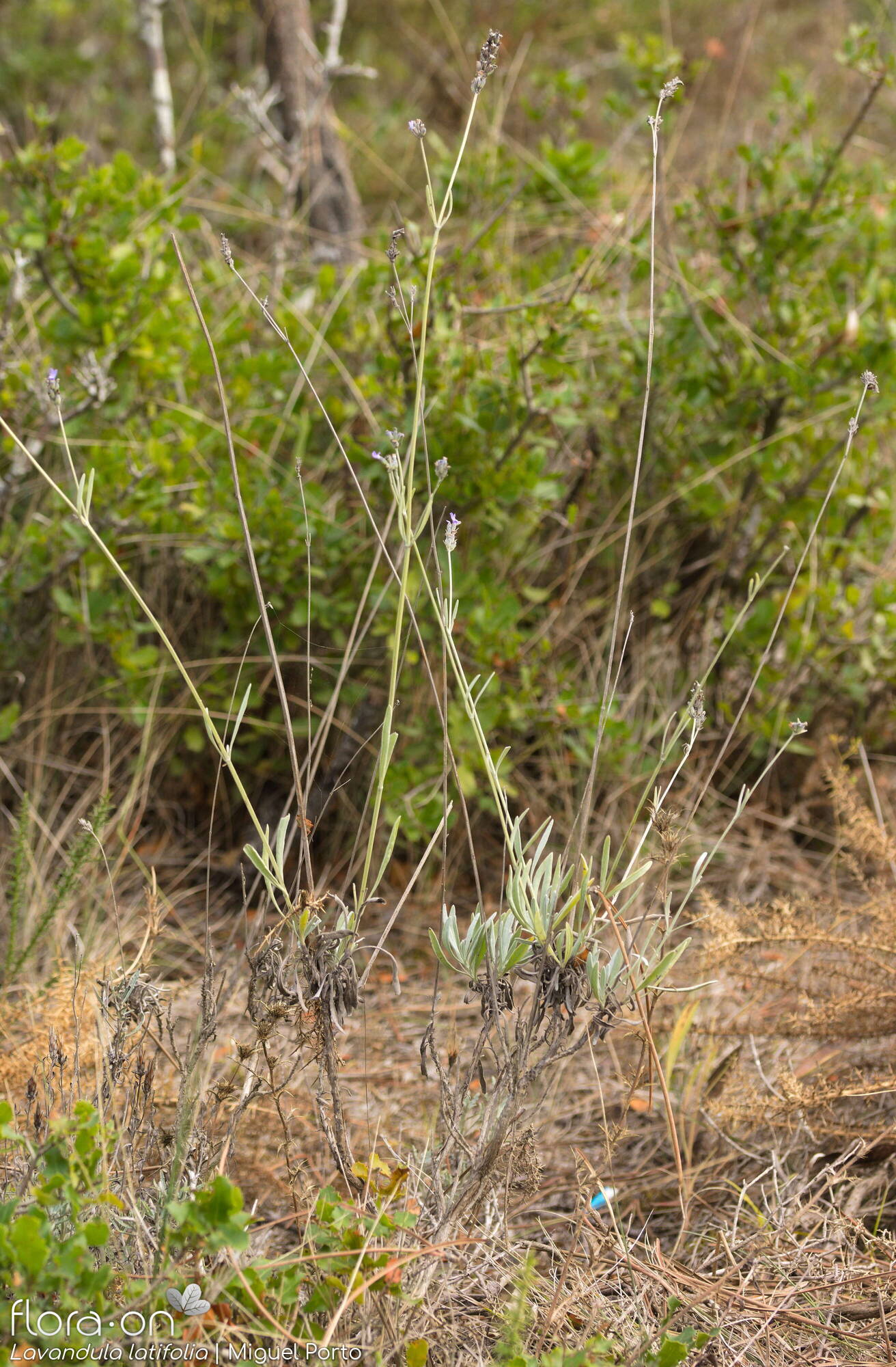 Lavandula latifolia - Hábito | Miguel Porto; CC BY-NC 4.0