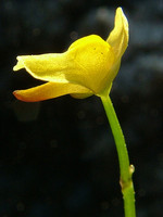 Lentibulariaceae