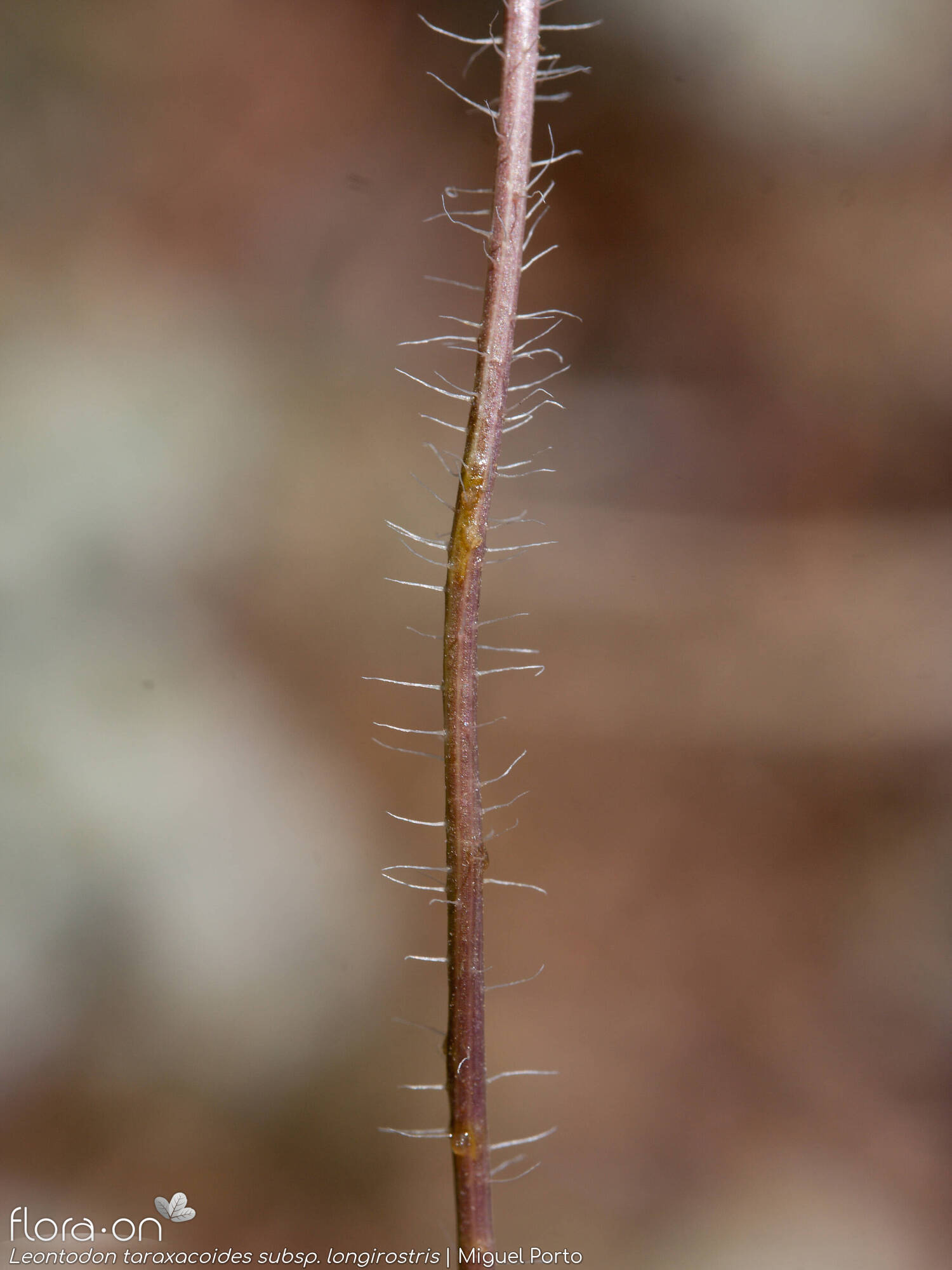 Leontodon taraxacoides - Caule | Miguel Porto; CC BY-NC 4.0