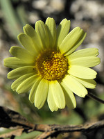 Leucanthemopsis flaveola