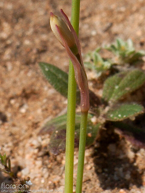 Leucojum trichophyllum - Flor (close-up) | Miguel Porto; CC BY-NC 4.0