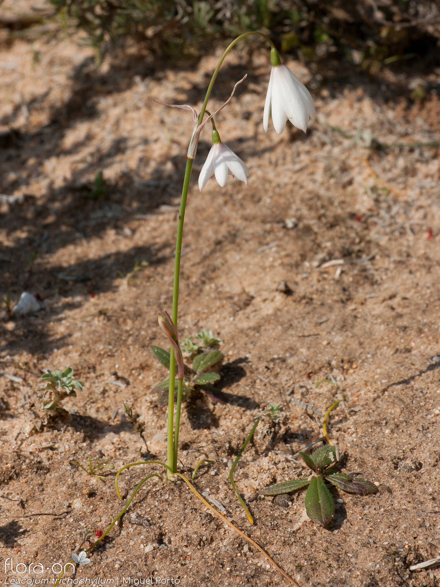 Leucojum trichophyllum - Hábito | Miguel Porto; CC BY-NC 4.0