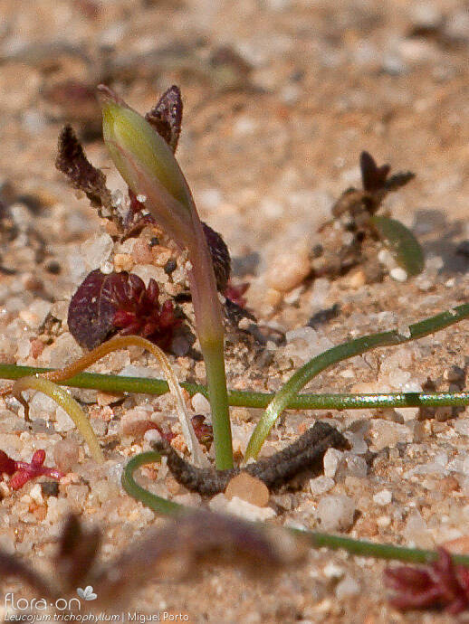 Leucojum trichophyllum - Hábito | Miguel Porto; CC BY-NC 4.0