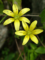 Liliaceae