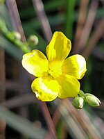 Linaceae